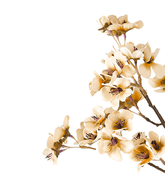 Cream Luxury flower 1 1 e1739522423934.png