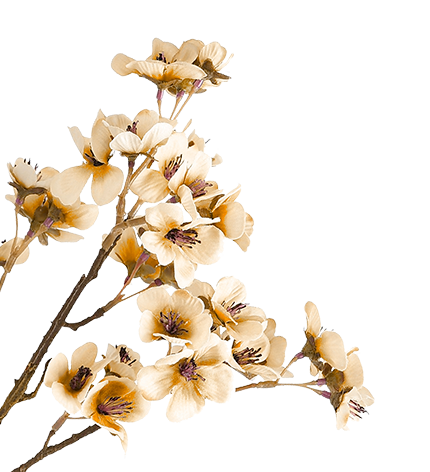 Cream Luxury flower 2 1.png