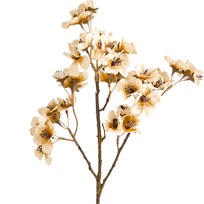 Cream Luxury flower 4.png